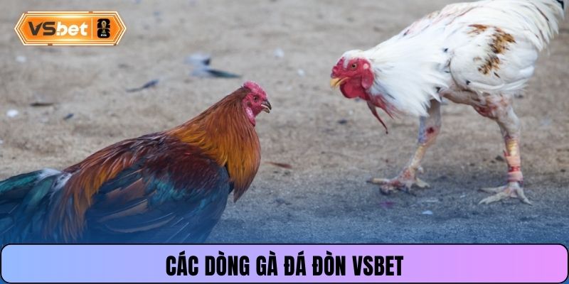 Các dòng gà đá đòn Vsbet