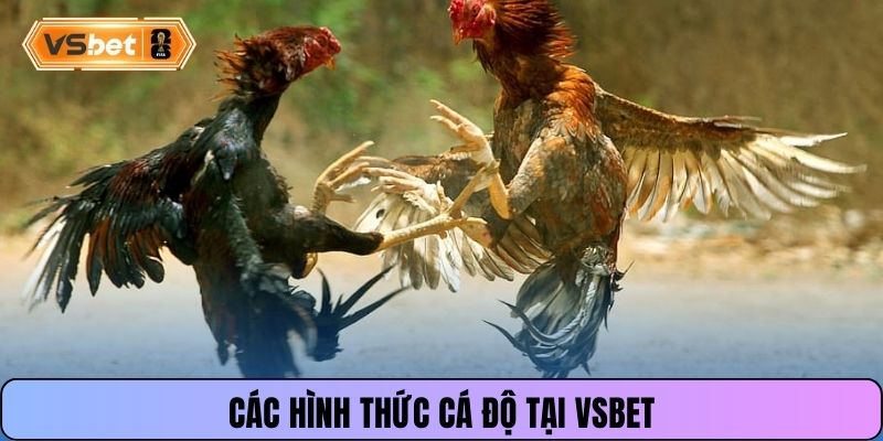 Các hình thức cá độ tại Vsbet