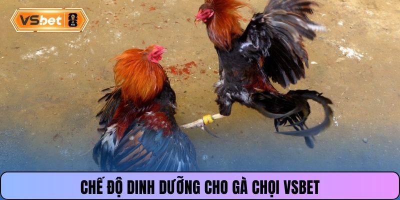Chế độ dinh dưỡng cho gà chọi Vsbet