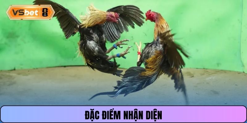 Đặc điểm nhận diện