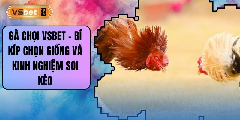 Gà Chọi Vsbet - Bí Kíp Chọn Giống Và Kinh Nghiệm Soi Kèo