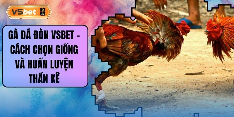 Gà Đá Đòn Vsbet - Cách Chọn Giống Và Huấn Luyện Thần Kê