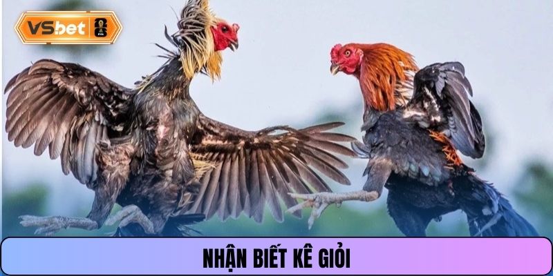 Nhận biết kê giỏi