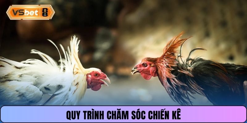 Quy trình chăm sóc chiến kê